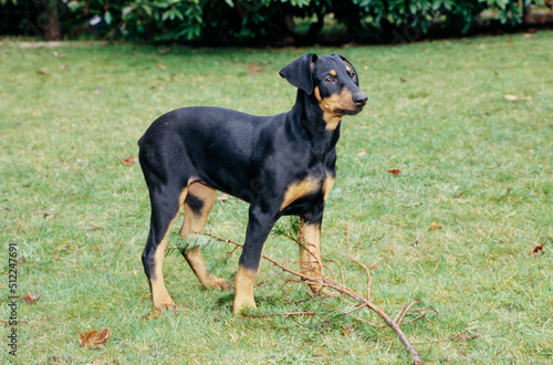 A Doberman in grass standing over a stick