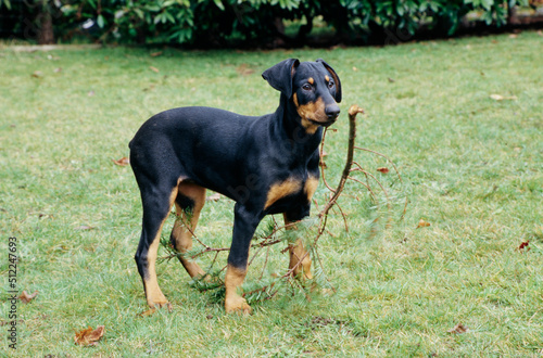 A Doberman in grass standing over a stick