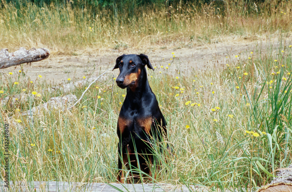 A Doberman sitting behind a log in tall grass with yellow wildflowers A Doberman sitting behind a log in tall grass with yellow wildflowers
