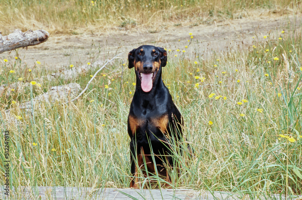 A Doberman sitting behind a log in tall grass with yellow wildflowers