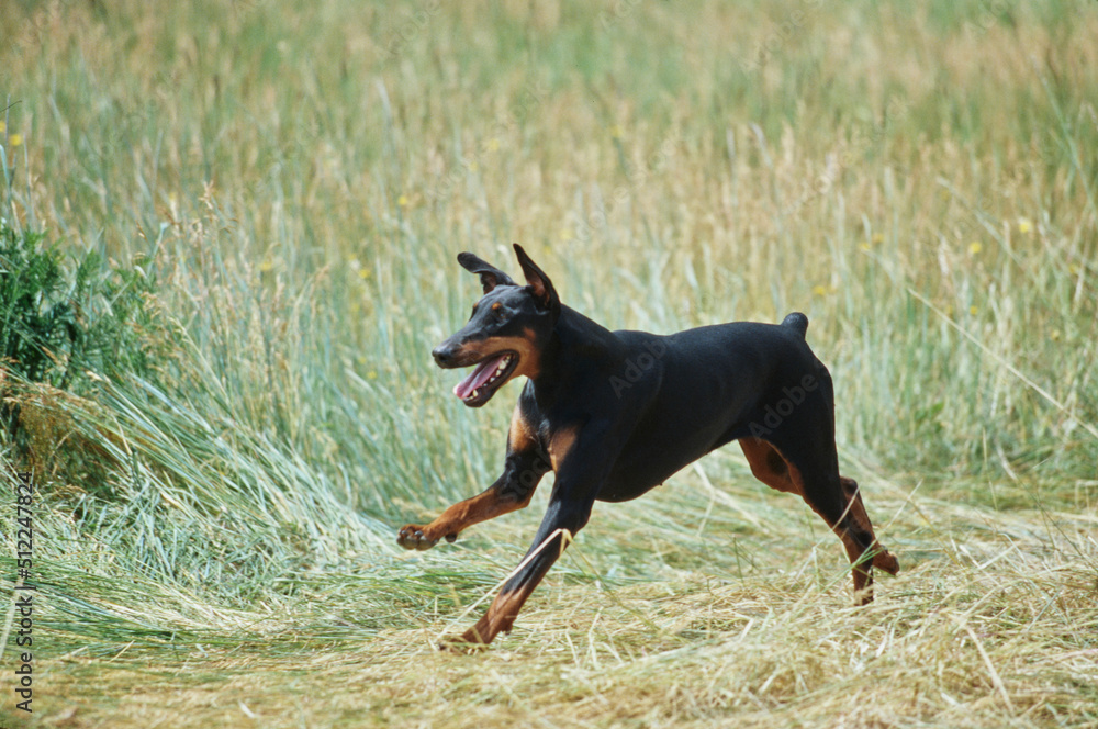 A Doberman running through a field of tall grass A Doberman running through a field of tall grass