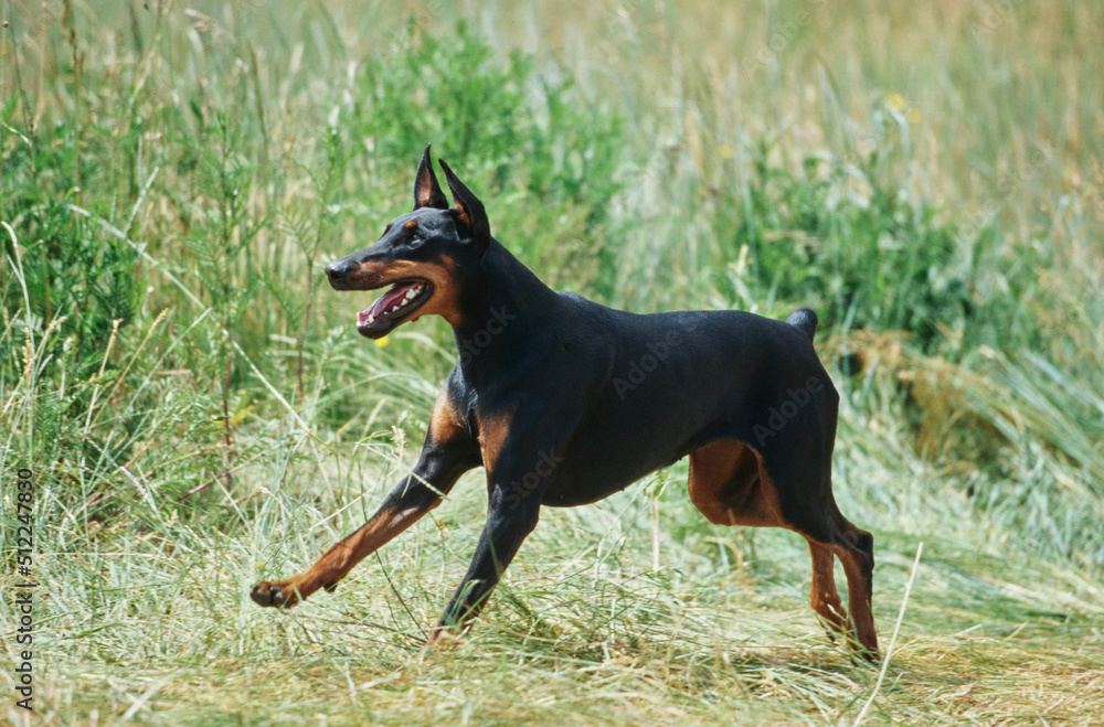 A Doberman running through a field of tall grass