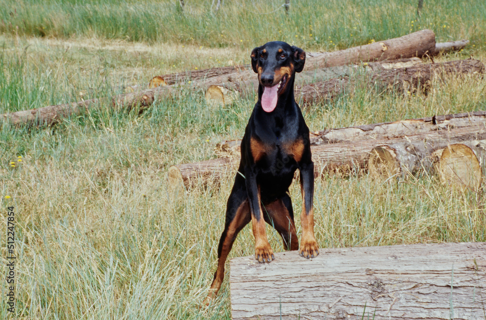 A Doberman standing on a log in a field of tall grass