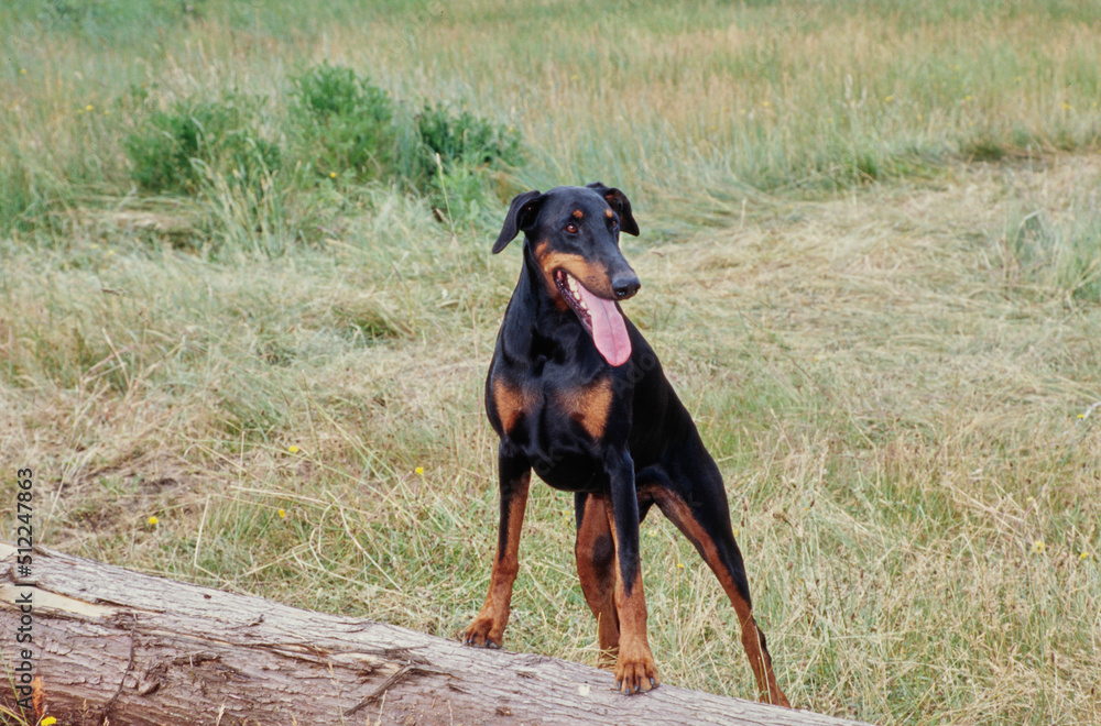 A Doberman standing on a log in a field of tall grass