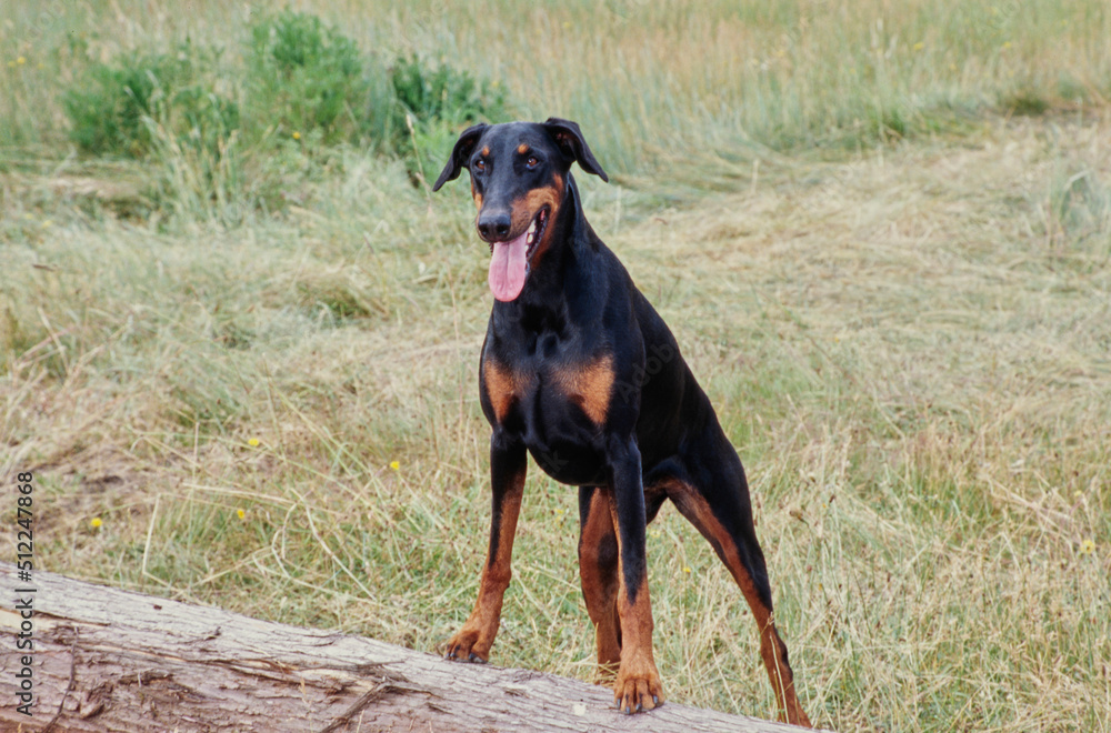 A Doberman standing on a log in a field of tall grass A Doberman standing on a log in a field of tall grass