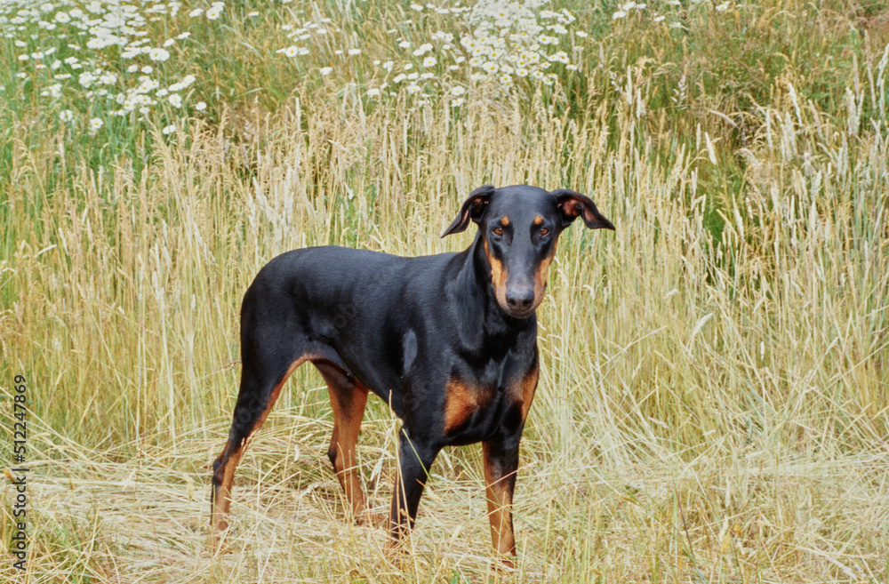 A Doberman standing in a field of tall grass with white wildflowers