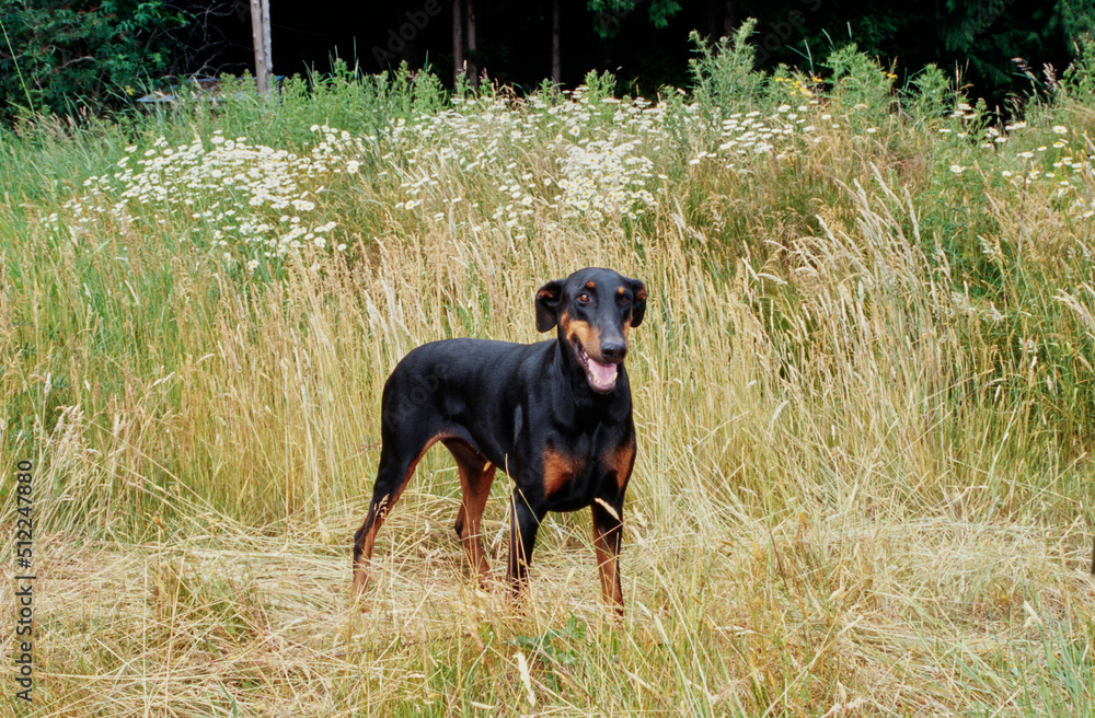 A Doberman standing in a field of tall grass with white wildflowers A Doberman standing in a field of tall grass with white wildflowers