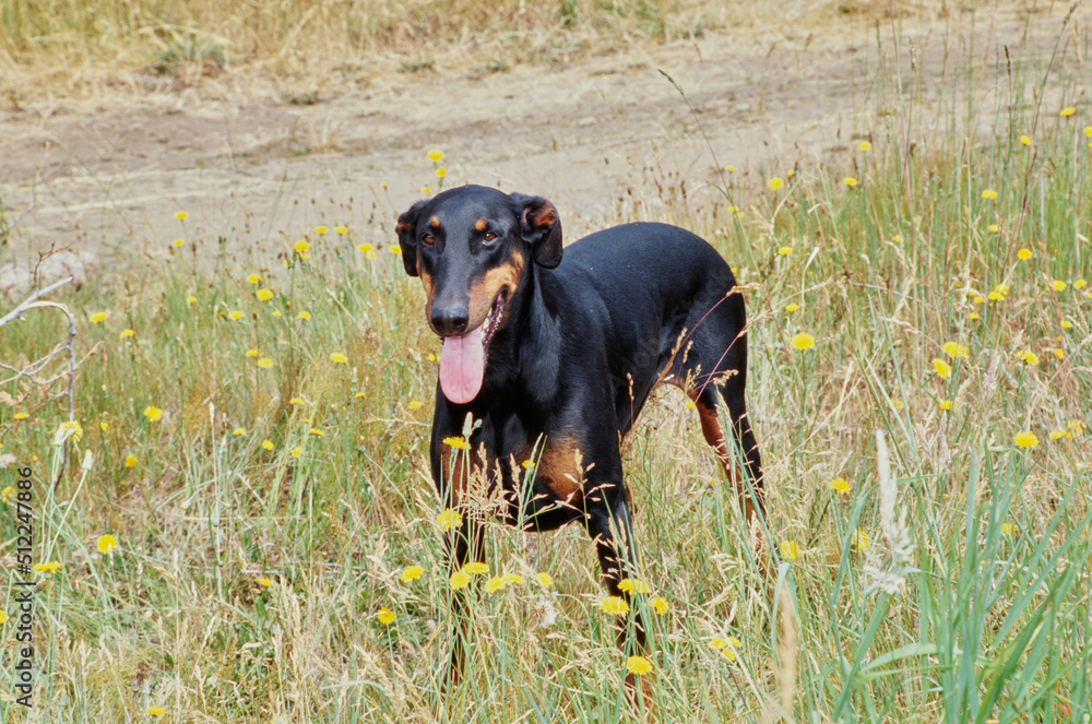 A Doberman standing in a field of tall grass with yellow wildflowers A Doberman standing in a field of tall grass with yellow wildflowers