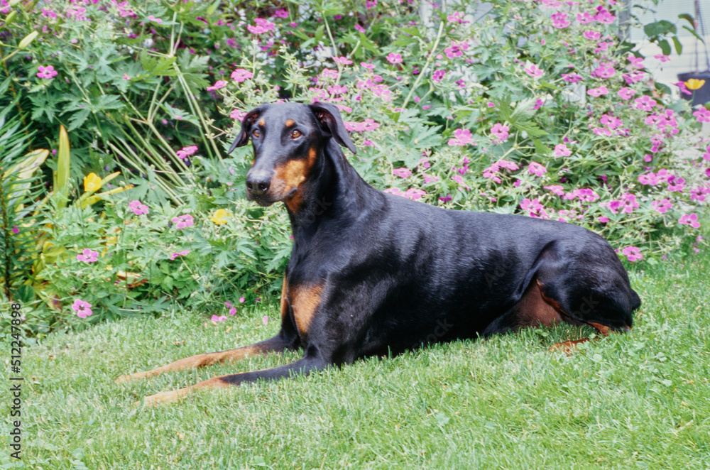 A Doberman laying on a grass lawn in front of purple flowers A Doberman laying on a grass lawn in front of purple flowers