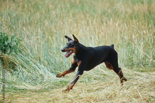 A Doberman running through a field of tall grass
