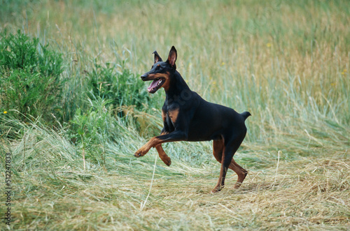 A Doberman running through a field of tall grass