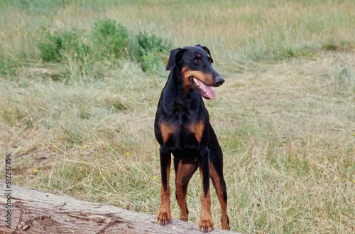 A Doberman standing on a log in a field of tall grass