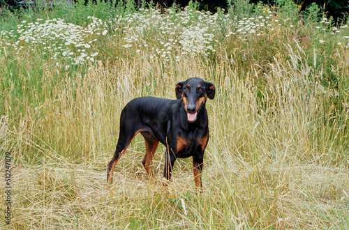 A Doberman standing in a field of tall grass with white wildflowers