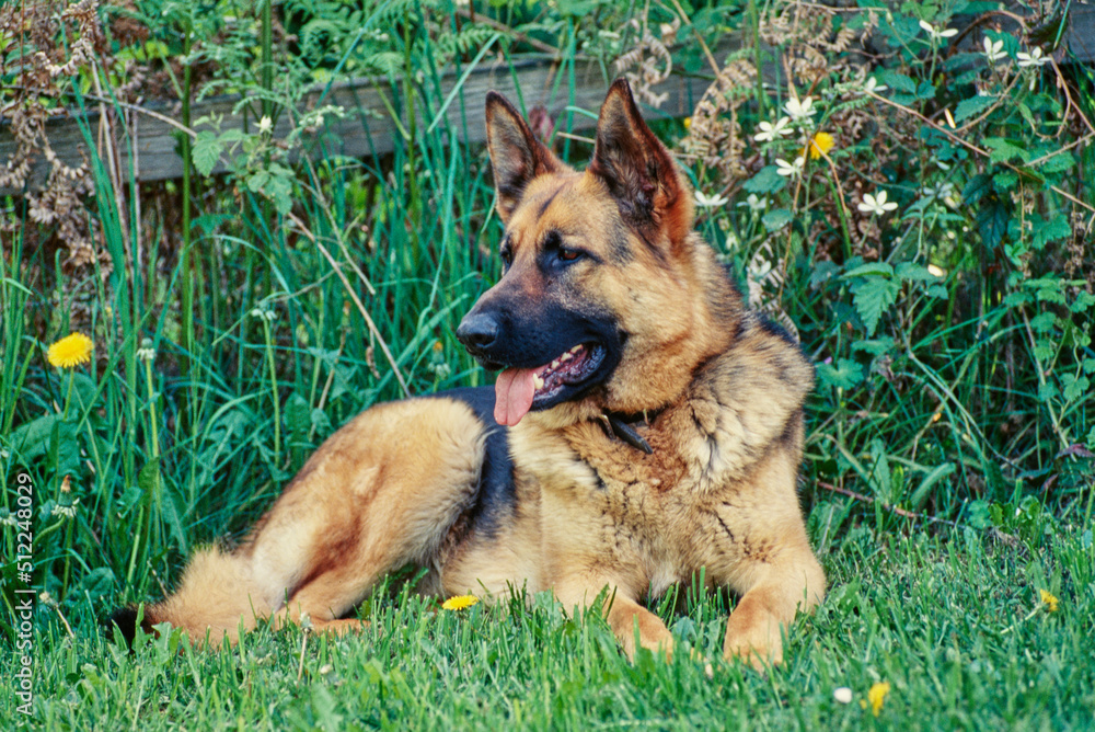 A German Shepherd in grass