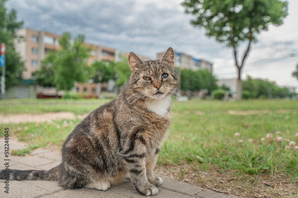 A beautiful gray stray cat with an eyesore.