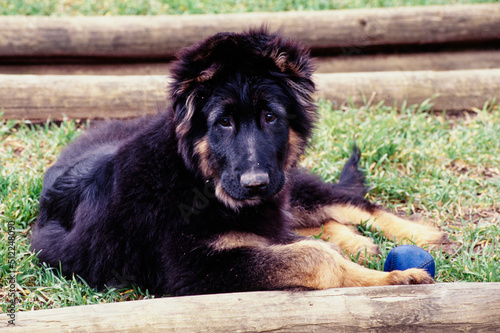 A German shepherd puppy in grass