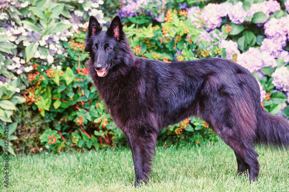 Belgian shepherd on grass Belgian shepherd on grass