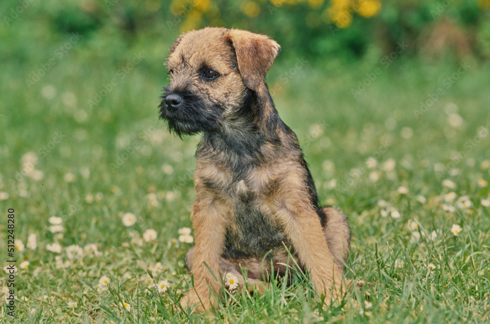 A border terrier puppy on grass - obrazy, fototapety, plakaty 