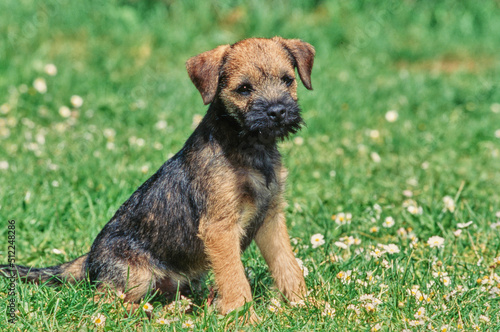 Fotografie A border terrier puppy on grass