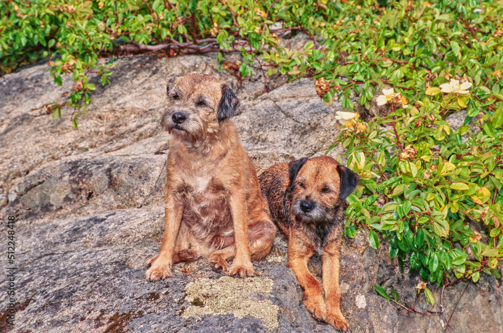 Border terriers on a rock