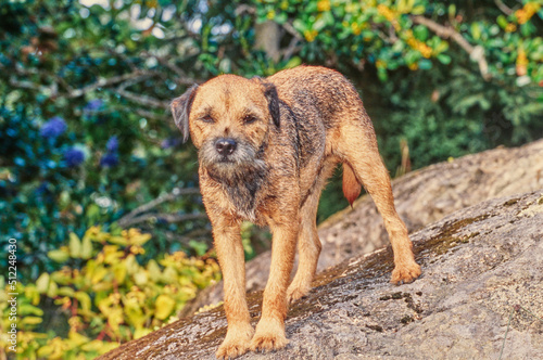 Fototapeta Naklejka Na Ścianę i Meble -  A border terrier on a rock