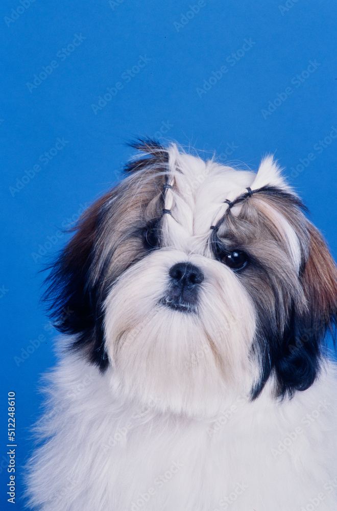 Close up of a Shih Tzu on blue background Close up of a Shih Tzu on blue background