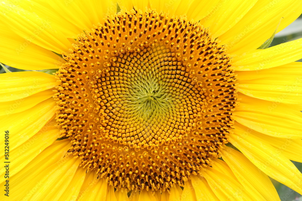 ひまわりの花のアップ