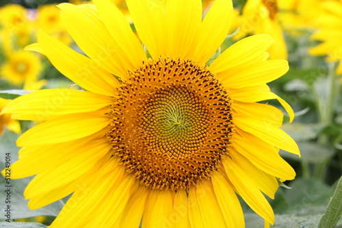 Obraz na płótnie ひまわりの花 w salonie