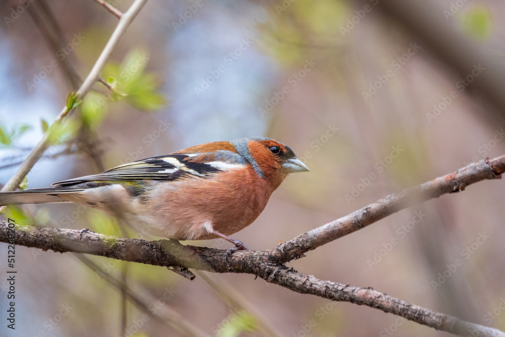 Fototapeta premium Common chaffinch, Fringilla coelebs, sits on a tree. Common chaffinch in wildlife.