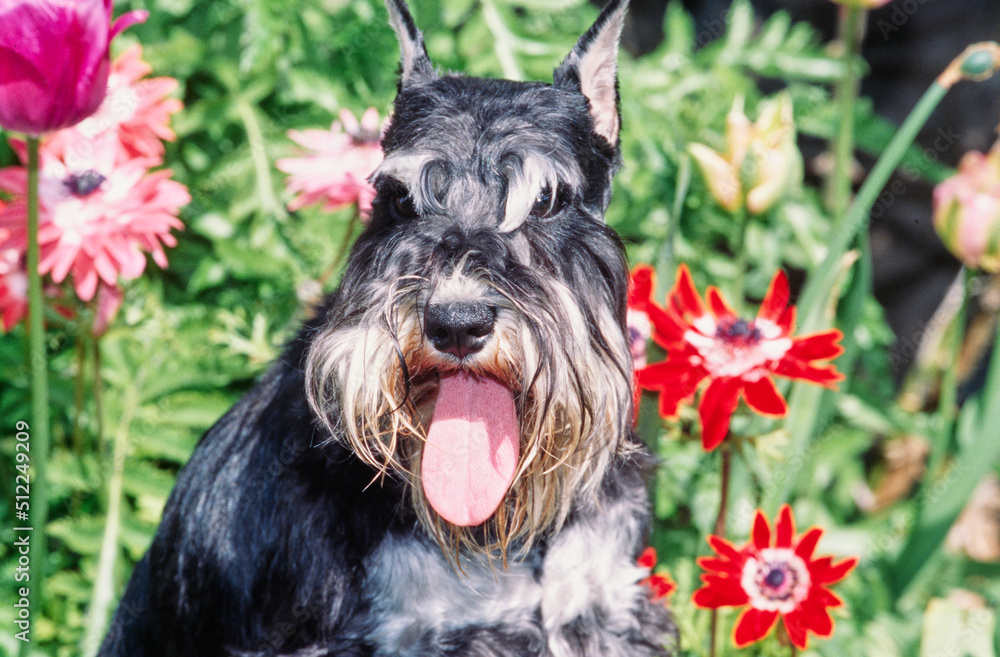 A schnauzer in a garden