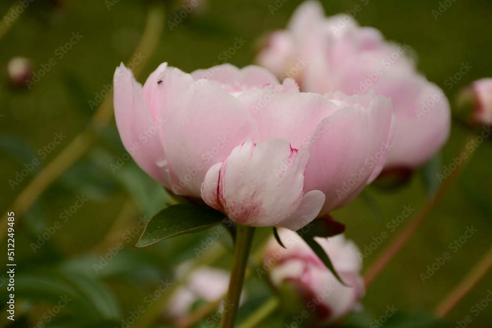 Gentle beautiful
pink peony closeup Gentle beautiful
pink peony closeup