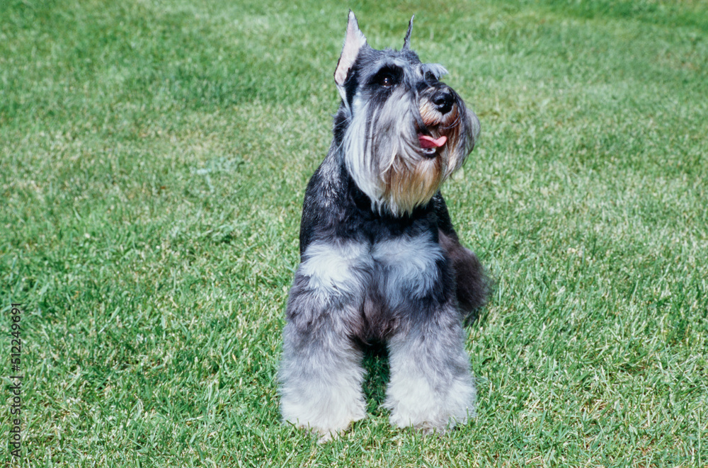 A schnauzer in grass A schnauzer in grass