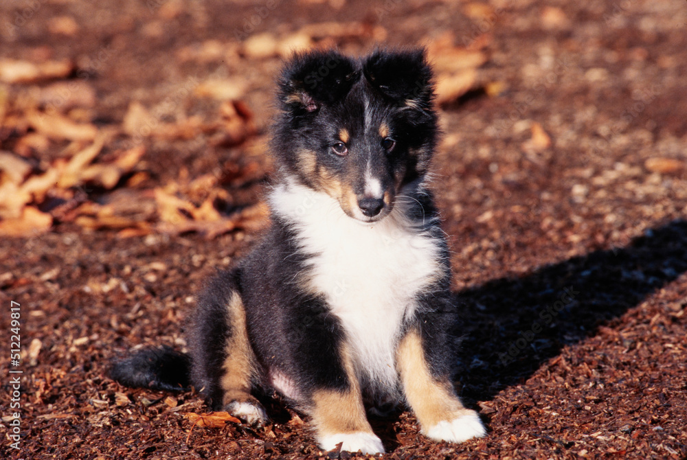 Sheltie puppy on mulch Sheltie puppy on mulch