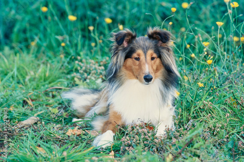 Sheltie in grass