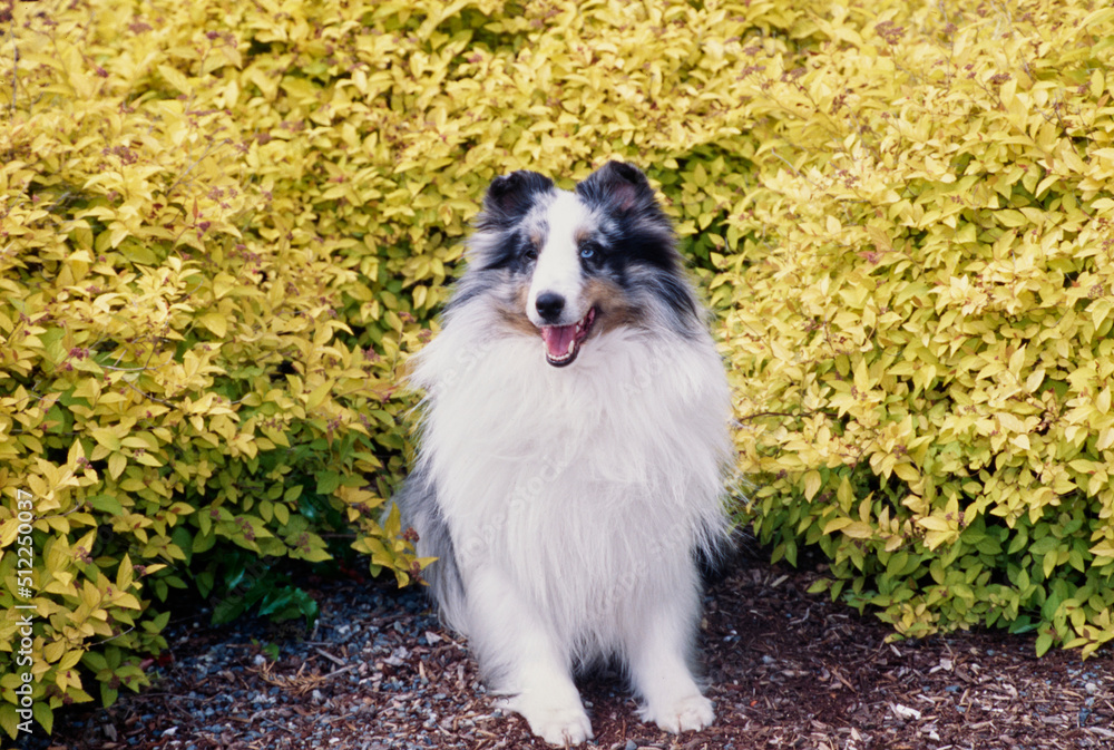 A sheltie in front of a shrubbery