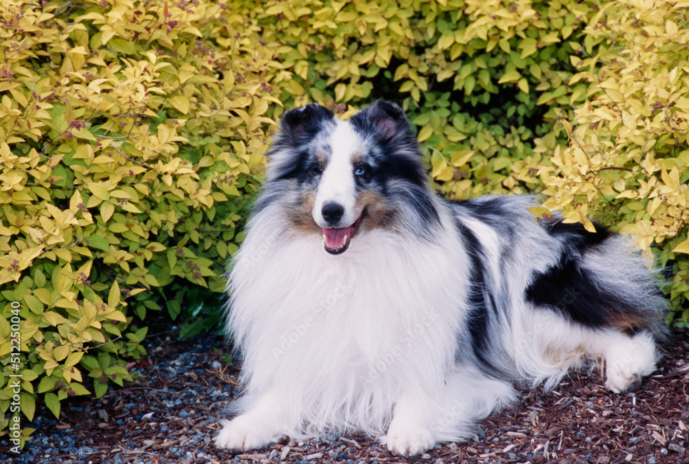 A sheltie in front of a shrubbery A sheltie in front of a shrubbery