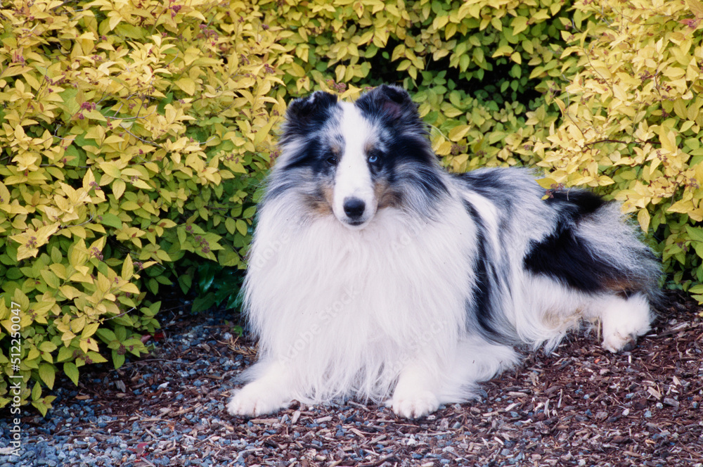 A sheltie in front of a shrubbery