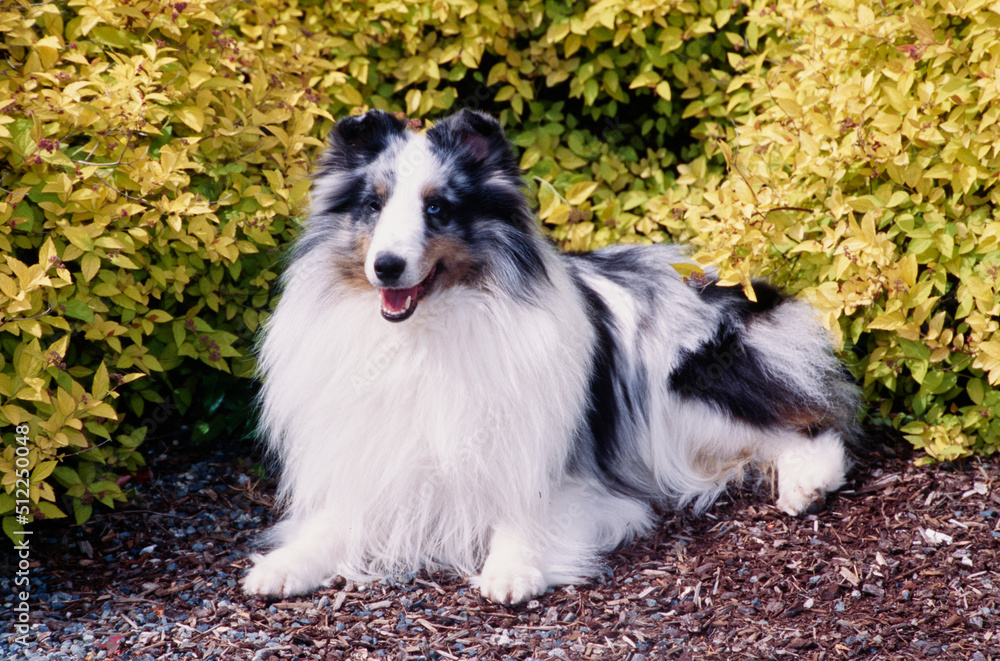 A sheltie in front of a shrubbery