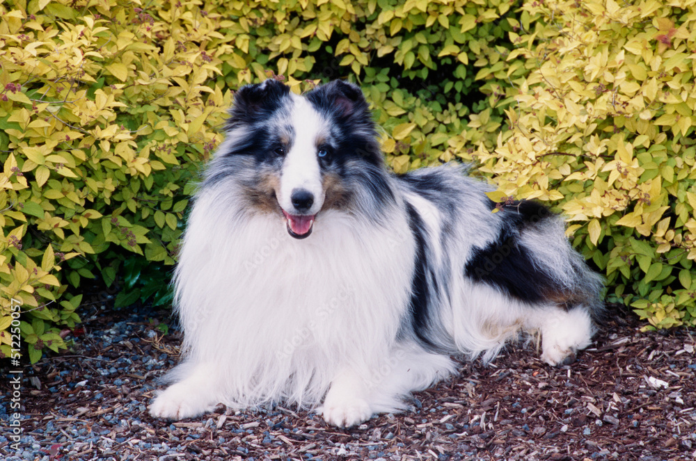 A sheltie in front of a shrubbery