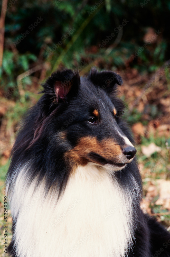 A close-up of a sheltie