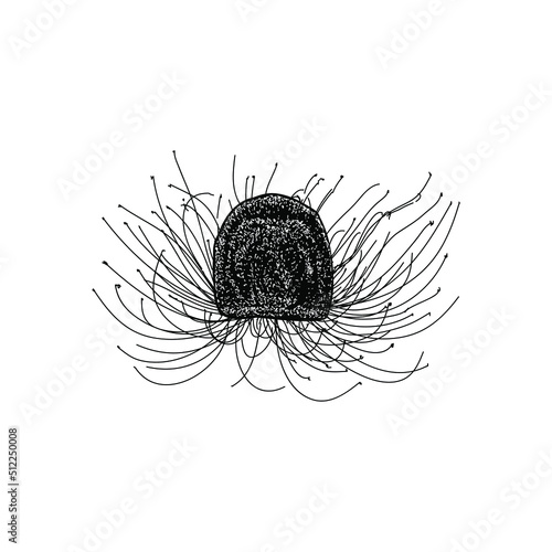 Immortal Jellyfish hand drawing vector illustration isolated on background