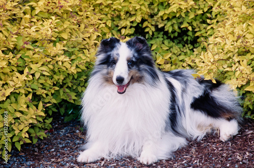 A sheltie in front of a shrubbery © SuperStock