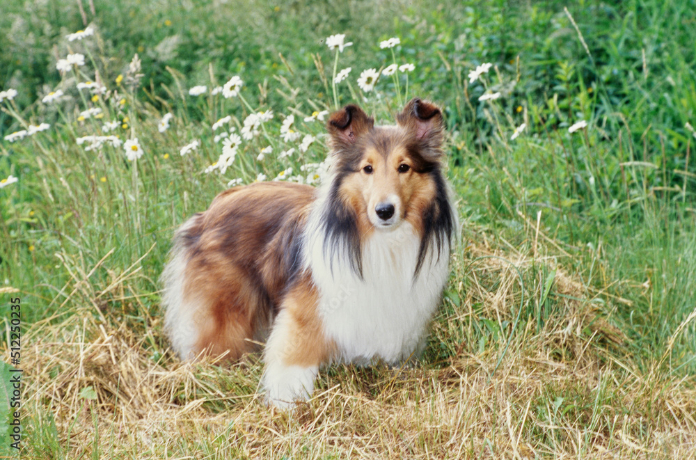 Sheltie in grass Sheltie in grass