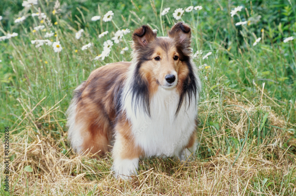 Sheltie in grass