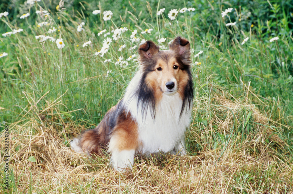 Sheltie in grass Sheltie in grass