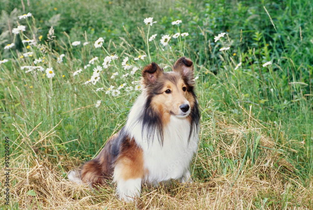 Sheltie in grass