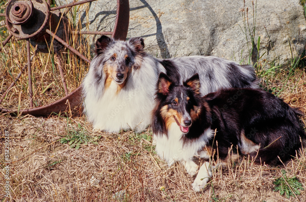 Two shelties on grass