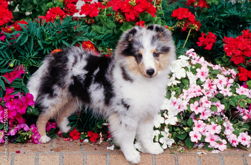 A sheltie puppy in front of flowers
