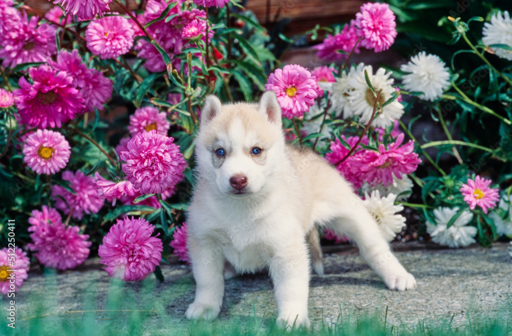 Siberian husky puppy in front of pink flowers