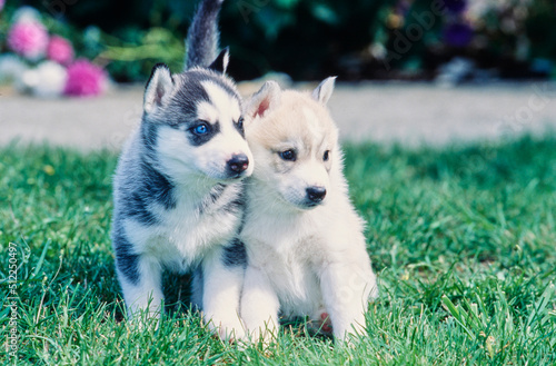Siberian husky puppies on grass photo